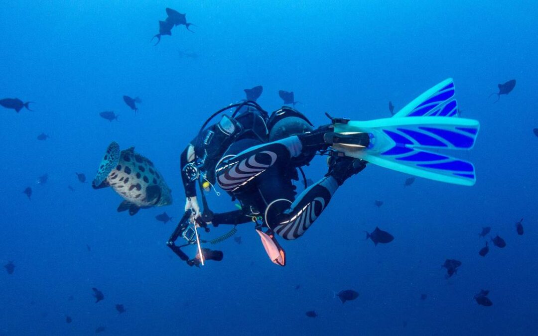 Scuba Diving in Ponta Malongane: Mozambique’s Hidden Gem for Holiday Makers