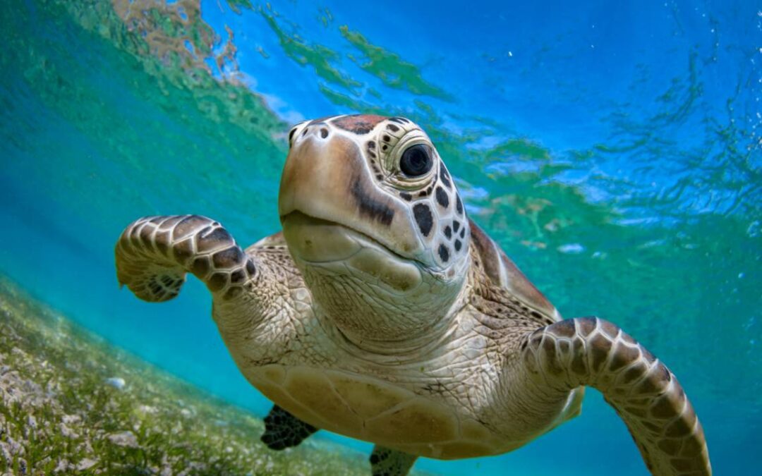 Beyond the Dolphins: Marine Life of Southern Mozambique
