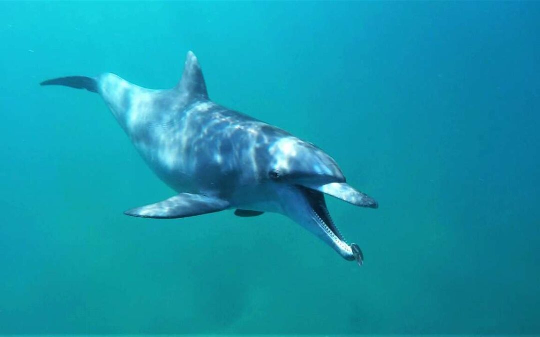 The Best Wild Dolphin Experience in Mozambique