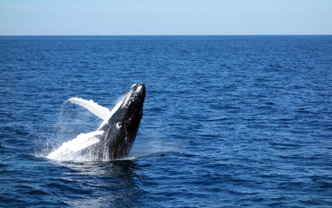 Meet the Gentle Giants: Whale Season in Southern Mozambique